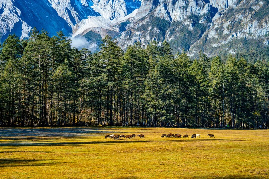 看日照金山,接吉祥好运!丽江迎来“颜值巅峰期”——有一种叫云南的生活之365天-图片3