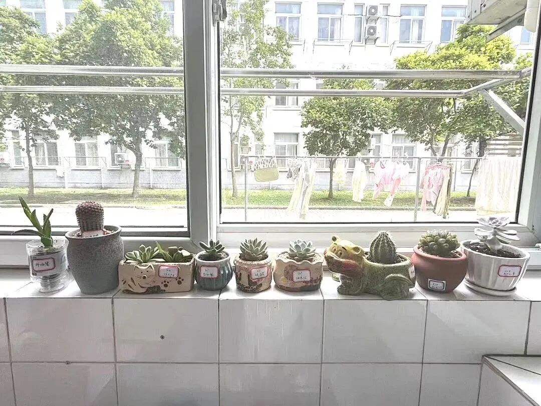 “暑假我的植物宝宝怎么办🤔?”“谢谢,送它进托班了🤗!”-图片4